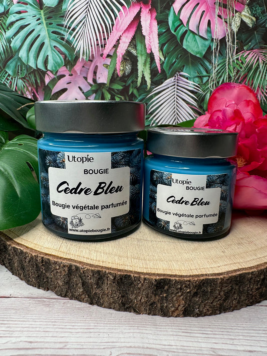 Cèdre Bleu