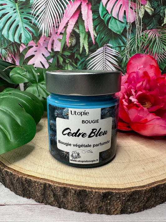 Cèdre Bleu
